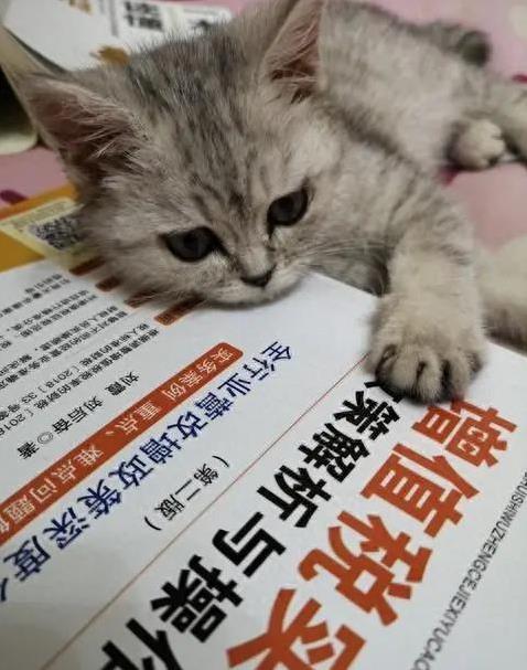 犇牛聚财 家里猫咪一只变多只，秘密藏在这些理由里，你家也是这样吗？